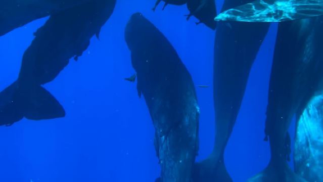 モーリシャス・ベ・デュ・タマラン半日帰りツアー【クジラ&イルカ追跡/送迎/桟橋集合オプション】