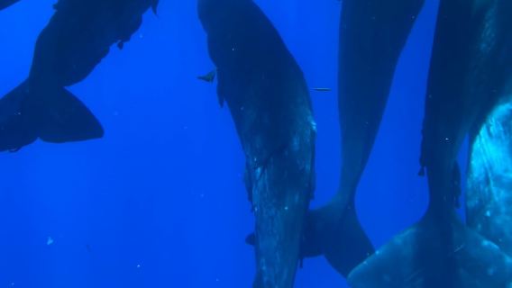 Mauritius Baie du Tamarin Half-Day Tour [Whale & Dolphin Watching/Transfers/Pier Meeting Options]