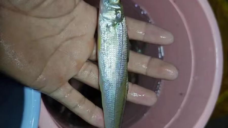 海南三亞趕海體驗/海棠灣趕海體驗（海棠灣+半山半島）【專業教練陪同，收穫自帶走】