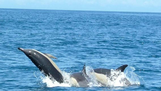 Excursión de avistamiento de delfines desde Lisboa