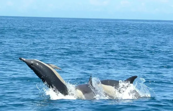 里斯本觀賞海豚之旅