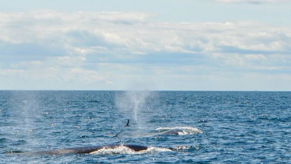 Boston Harbor Whale Watch Cruise
