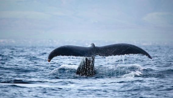Spirit of Aloha Whale Watch Tour