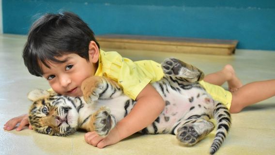 파타야 타이거 파크에서 호랑이와 교감하기|가족과 함께하는 체험