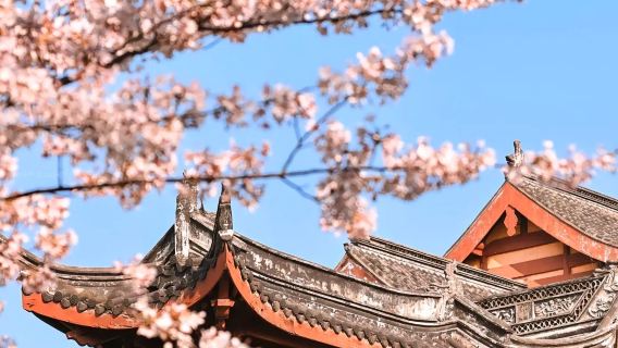 Halbtagesausflug für ausländische Gäste: Kirschblüten im Jiming Temple bewundern + Panoramablick auf Nanjing von der Stadtmauer + Xuanwu-See