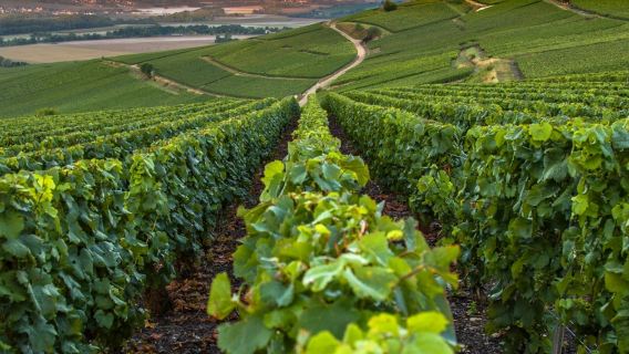 Französische Riviera: Nizza, Wasserfall Gorges du Loup + Wein- und Verkostungstour