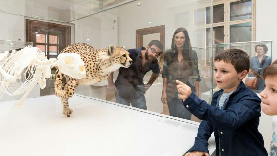 Natural History Museum Graz - Joanneumsviertel