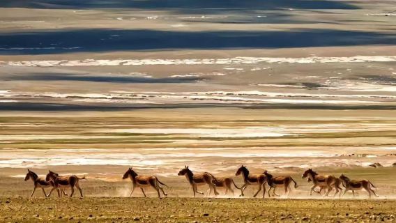 青海可可西里國家自然保護區純玩一日遊