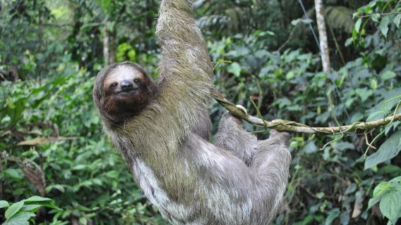 ลาฟอร์ทูน่า: ภูเขาไฟอารีแนล สะพานแขวน และทัวร์น้ำตก