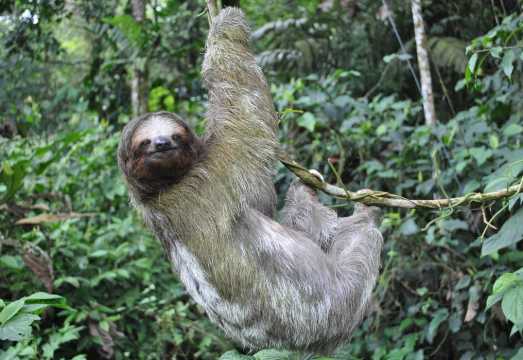La Fortuna: Arenal Volcano, Hanging Bridges & Waterfall Tour