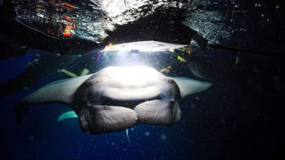 Kailua-Kona: Snorkel o buceo nocturno con mantarrayas