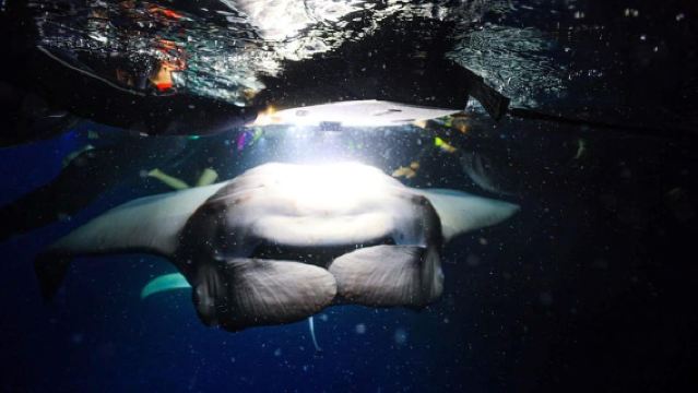 カイルア・コナ:ナイトマンタシュノーケルまたはダイビング