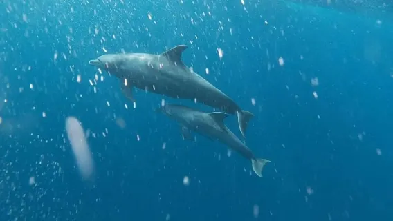 Snorkeling at Mnemba atoll