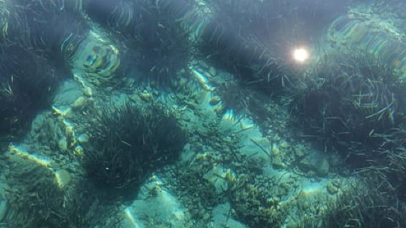 Olbia: Tur menonton lumba-lumba dan snorkeling di pulau Figarolo