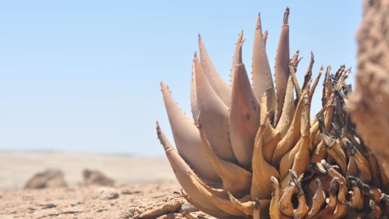 Swakopmund River/Moon Valley /Moon Landscape/Ecological Tour