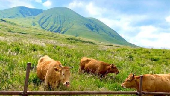 日本九州-熊本來回-大分海之卵水族館-春日神社-大分精品遊