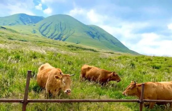 日本九州-熊本來回-大分海洋宮殿水族館 海之卵-春日神社-大分精品遊