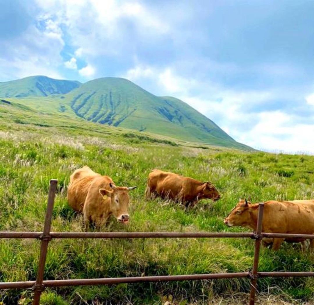 日本九州-熊本來回-大分海之卵水族館-春日神社-大分精品遊