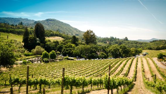 Tour de vinos en grupo pequeño por Napa y Sonoma desde San Francisco