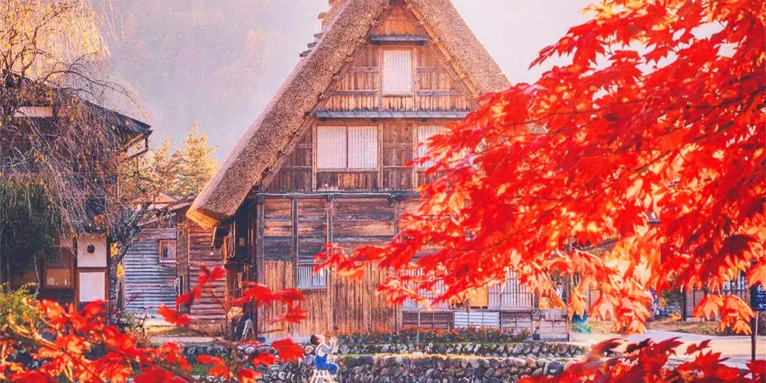 Красные клены в Японии