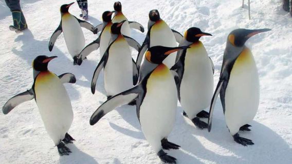 Winter Hokkaido Asahiyama Zoo Ningle Terrace 1-day tour (Chinese and English guide)