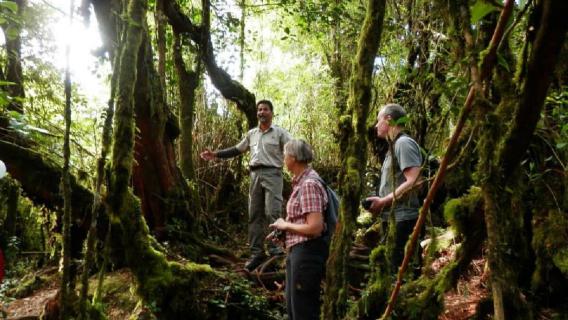 DEPUIS CAMERON HIGHLANDS : SENTIER DE CORAL HILL, FORÊT DE MOUSSE, CAMERON HIGHLANDS & PLANTATION DE THÉ (PRIVÉ)