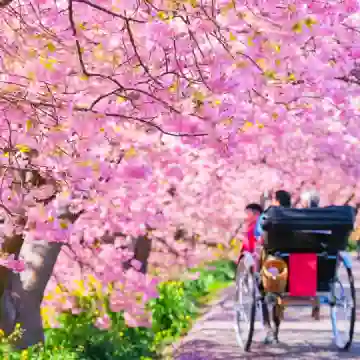 Cherry Blossom Special] 1-Day Tour to Jogasaki Coast + Sakura-no