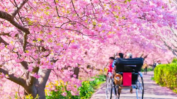 【早春の桜期間限定プラン】河津桜まつり+オプションでいちご狩り+修善寺温泉ワンデーツアー