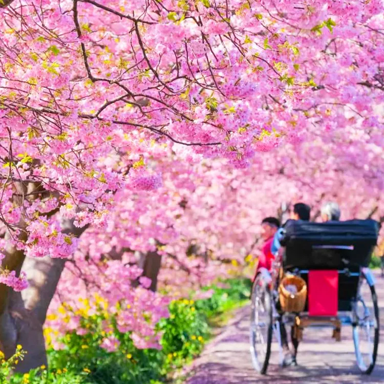 Cherry Blossom Special] 1-Day Tour to Jogasaki Coast + Sakura-no