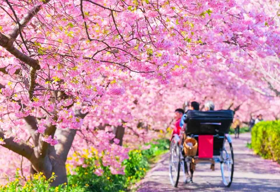 Cherry Blossom Special] 1-Day Tour to Jogasaki Coast + Sakura-no