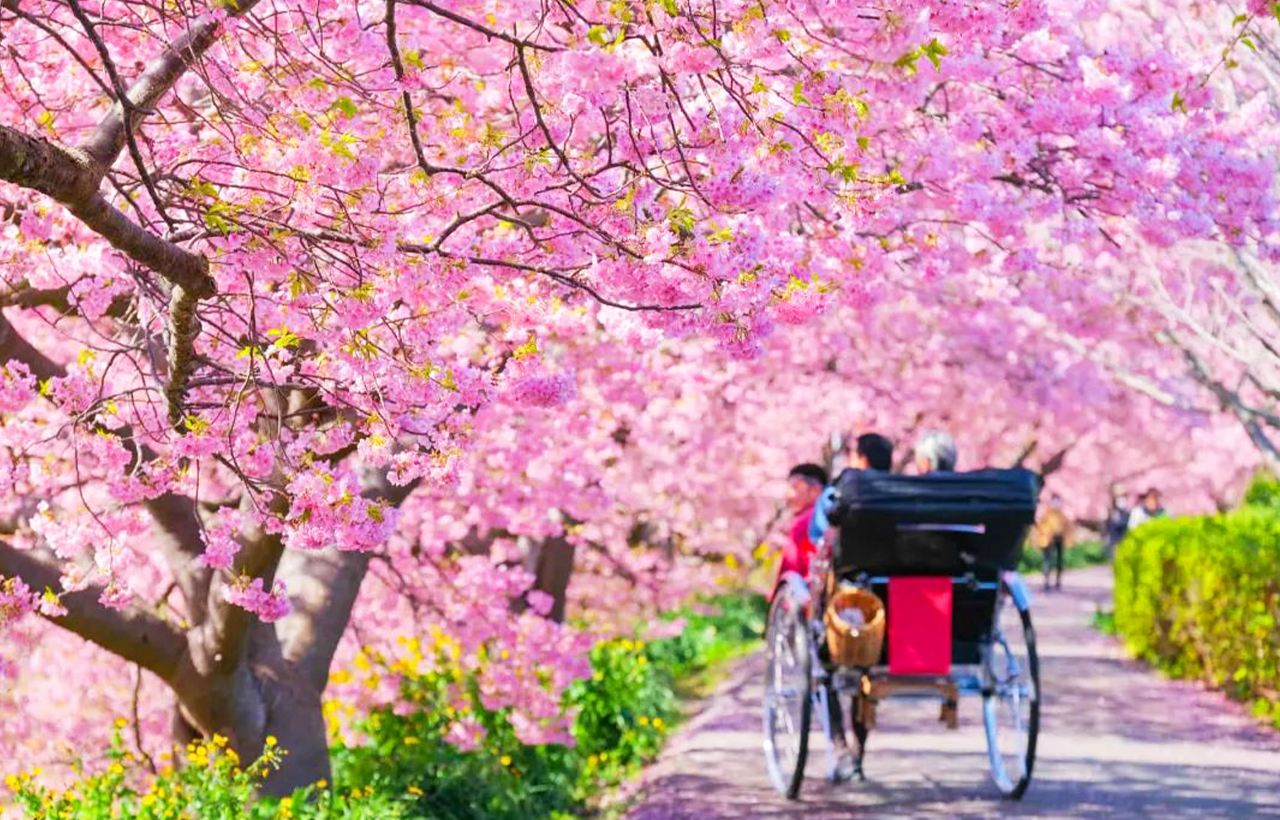 [Early Spring Cherry Blossom Special] Kawazu Cherry Blossom Festival + Optional Strawberry Picking + Shuzenji Onsen Day Tour