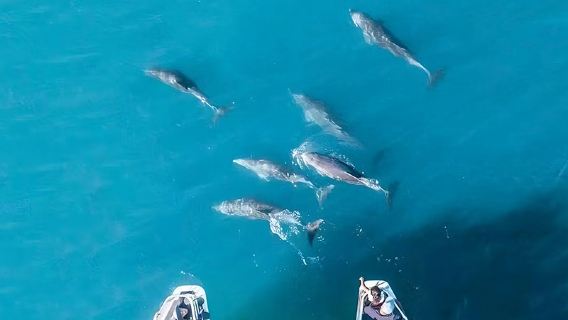 Sydney Jervis Bay Dolphin Cruise with English Commentary (Large Boat/Speedboating)