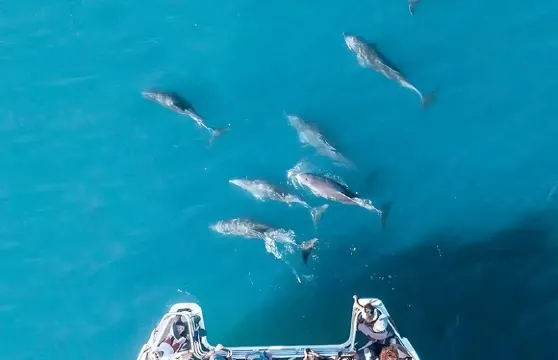 澳洲悉尼傑維斯灣【海豚巡遊 傑維斯灣環遊英文大船/快艇】