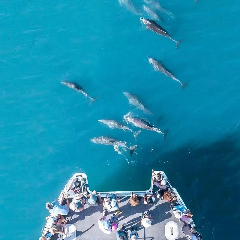 Sydney Jervis Bay Dolphin Cruise with English Commentary (Large Boat/Speedboating)