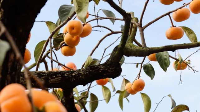 恭城柿子園（泗安村）+紅岩村一日遊（獨立成團+中文司機）