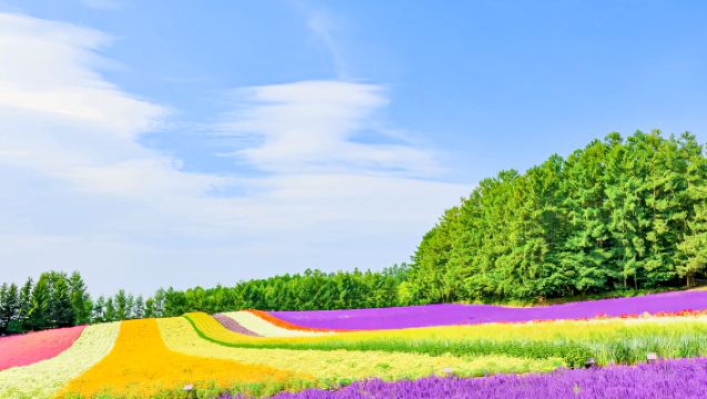 Furano 1-day tour | Patchwork no Michi · Shirogane Blue Pond (Aoiike) · Panoramic Flower Gardens Shikisai-no-oka · Farm Tomita | Optional lunch