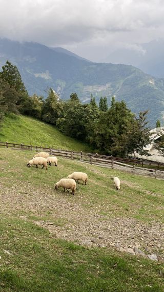 Sun Moon Lake & Qingjing Farm 1-day Tour | Including Boat Ticket [Departing from Taichung City/HSR Station]