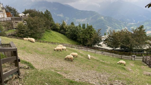 Sun Moon Lake & Qingjing Farm 1-day Tour | Including Boat Ticket [Departing from Taichung City/HSR Station]