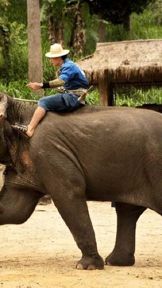 Maetaeng elephant camp + blue temple + Namtok Bua Tong-Nam Phu Chet Si National Park 1-day tour [optional package]