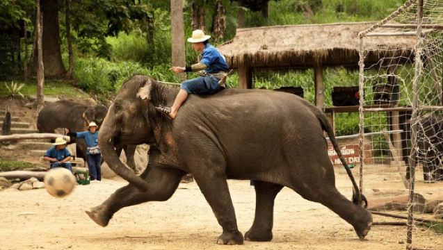 【可自選組合】美丹大象訓練營+藍廟+粘粘瀑布一日遊