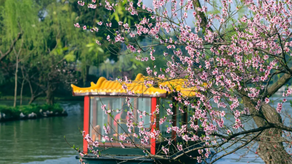 Slender West Lake cruise + Geyuan Garden + Emperor Yang's Mausoleum + Dongguan Street + [Yangzhou's beauty beyond the March blossoms]