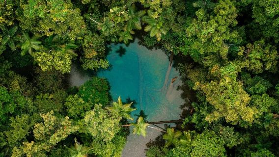Cairns dagstur till Daintree regnskog + Mossman Gorge + krokodilbåt med inhemsk kultur | inkluderar hotelltransfer och lunch