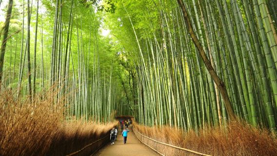 日本大阪來回京都+嵐山+瑠璃光院+金閣寺【中文包車上門接】