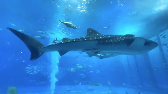 沖繩海岸線｜古宇利島-美麗海水族館 -萬座毛-美國村不含票