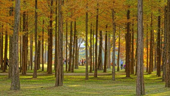 (10-hour) Gangwon Road Tour, South Korea | Alpaca Ranch, Hwacheon Day Trip / Departure from Seoul