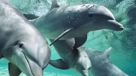 Zanzibar: Mnemba Island Dolphin Swim & Snorkeling Adventure
