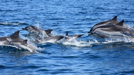 New: Into the Wild - 3H w/Marine Biologists - dolphins &more
