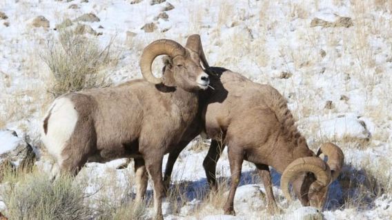 Half-Day Grand Teton Wildlife Safari & Sightseeing Tour