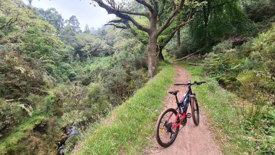 Camacha: Levada Trail e-Bike Guided Tour