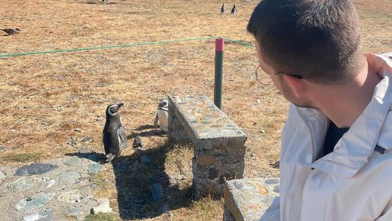 Punta Arenas: Bådrejse til Magdalena Ø og gåtur med pingviner